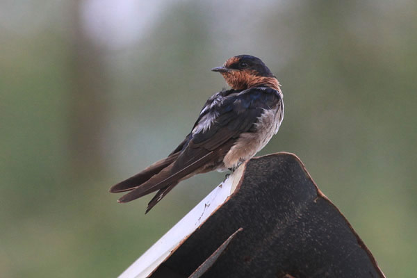 Pacific Swallow